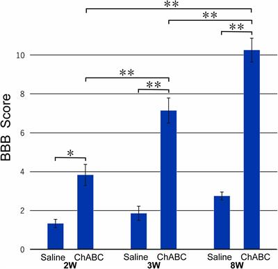 Chondroitinase ABC Administration Facilitates Serotonergic Innervation of Motoneurons in Rats With Complete Spinal Cord Transection